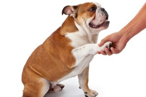 bulldog shaking hands